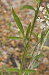 Pinnate prairie coneflower